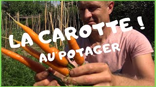 Réussir la carotte au potager [upl. by Ytinav]