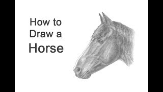 How to Draw a Horse Head Detail [upl. by Femmine]