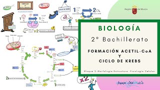 FORMACIÓN ACETILCoA Y CICLO DE KREBS [upl. by Omarr]