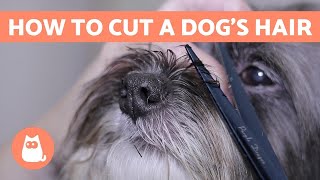 How to Cut a Dogs Hair 🐶 BASIC GROOMING Tutorial [upl. by Assedo]