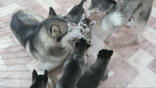 SIBERIAN HUSKY DAD PLAYING WITH HIS 9 PUPPIES FOR THE FIRST TIME  6 WEEKS OLD [upl. by Haran]