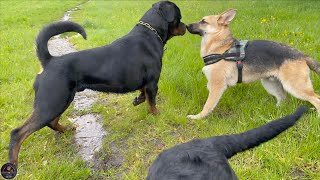 Rottweilers VS German Shepherd [upl. by Inga]