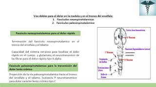 Fisiología del Dolor [upl. by Carce146]