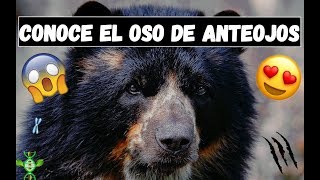 TODO SOBRE EL OSO DE ANTEOJOS 😱 Fácil y Rápido [upl. by Voorhis]