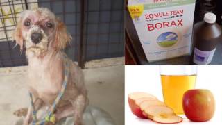 How To Cure Mange in Dogs  Home Remedies For Dog Mange [upl. by Elijah]