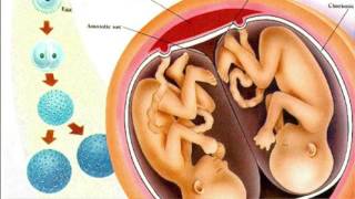 Development of hatching Embryo blastocyst stage [upl. by Animsay973]