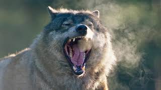 Wolf Growlingsnarling Sound Effect [upl. by Blake573]