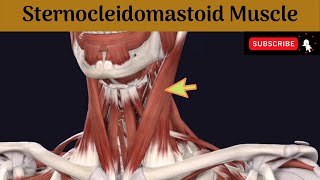 Sternocleidomastoid muscle  Attachment  Nerve Supply  Action  Relations [upl. by Llednahs]