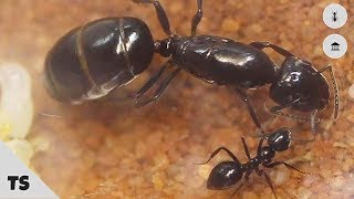 A practical guide to identifying ants [upl. by Sher762]