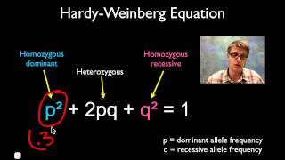 Solving Hardy Weinberg Problems [upl. by Sredna353]