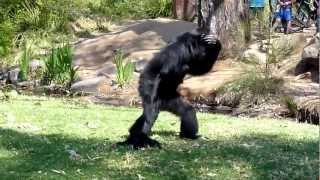 BEST VIDEO EVER  Incredible Screaming Apes [upl. by Llehcor]