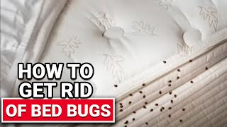 How To Get Rid of Bed Bugs  Ace Hardware [upl. by Niahs]