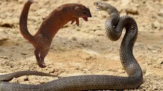 Mongoose vs Snake Fights [upl. by Abigael]