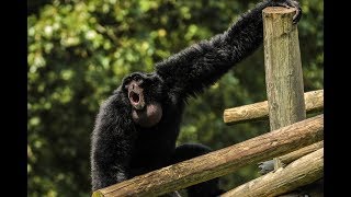 Siamang Call [upl. by Pace]