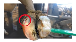 HIDDEN HOOF ABSCESS POPS AS IT BURSTS [upl. by Nivlag]