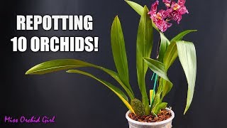 Repotting 10 Oncidium Orchids in one go  How I handle different sick Orchids [upl. by Michey969]