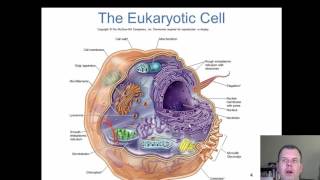 Chapter 5  The Eukaryotes [upl. by Nodarse]