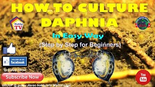 HOW TO CULTURE DAPHNIA In Easy Way [upl. by Tedman]