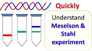 Meselson and Stahl experiment [upl. by Seften]