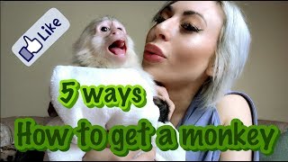 How To Get A Monkey [upl. by Schreib]