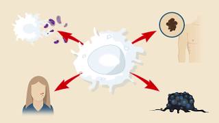 Macrophage Subtypes Polarization Activation and Plasticity [upl. by Ainafetse]