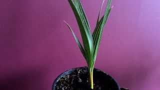 Growing Palm Trees from seeds Sowing Windmill Plam tree seeds Trachycarpus fortunei [upl. by Kala]