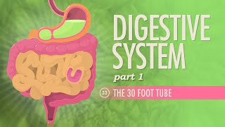 Digestive System Part 1 Crash Course Anatomy amp Physiology 33 [upl. by Anoyk713]