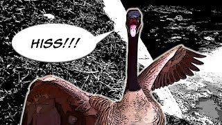 Angry Canadian Goose Hissing [upl. by Ilke]