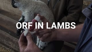 Orf in lambs [upl. by Nurse]