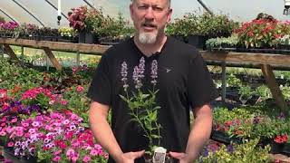 Grow Together Tips for Growing Agastache Hummingbird Mint [upl. by Okomom]