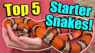 The Top 5 BEST Beginner Snakes [upl. by Javed]