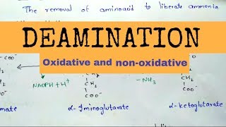 Deamination  Oxidative and nonoxidative deamination [upl. by Attemaj184]