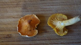 Chanterelle vs False Chanterelle [upl. by Piks]