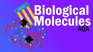 BIOLOGICAL MOLECULES  Detailed AQA Alevel Revision [upl. by Methuselah]