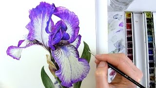 How to paint realistic botanical bearded Iris in watercolour with Anna Mason [upl. by Merci]