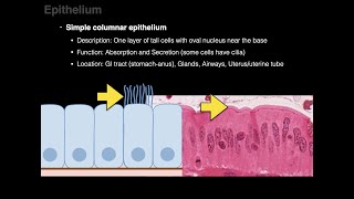 Epithelium [upl. by Stephi281]