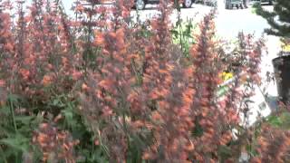 Acapulco Orange Agastache [upl. by Atekin]