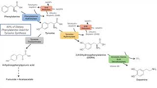 Catecholamine Biosynthesis Pathway [upl. by Sid]