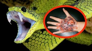 THE MOST VENOMOUS SNAKES In The World [upl. by Odlo879]