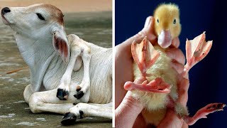 15 Most Shocking Real MUTATIONS In ANIMALS [upl. by Sidnal]