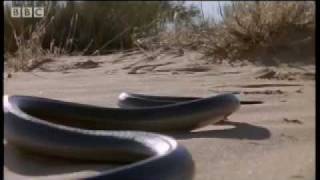 How snakes move amp run  Serpent  BBC Animals [upl. by Yrhcaz515]