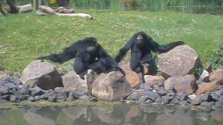 Stunning Siamang Vocal Performance [upl. by Wyn]