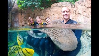 Discovery Cove Shark Swim  SeaWorld Orlando [upl. by Secundas770]