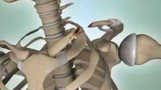 Shoulder Fractures  DePuy Videos [upl. by Moselle59]