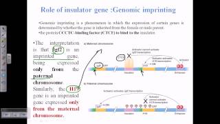 Genomic imprinting [upl. by Arleta182]