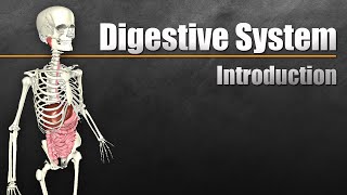 An Introduction to the Digestive System [upl. by Aliakim]