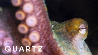 Octopuses and cuttlefish through alien eyes [upl. by Zaremski]