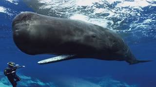 Sperm Whales Clicking You Inside Out — James Nestor at The Interval [upl. by Elaina]