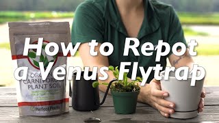 How to Repot a Venus Flytrap [upl. by Akerahs]