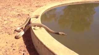 Inland Taipan Oxyuranus microlepidotus having a drink [upl. by Mannuela]